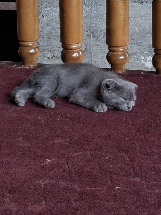Scottish Fold Mushuk Sotiladi