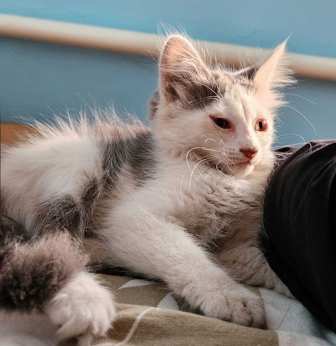 Отдам котенка-мальчика