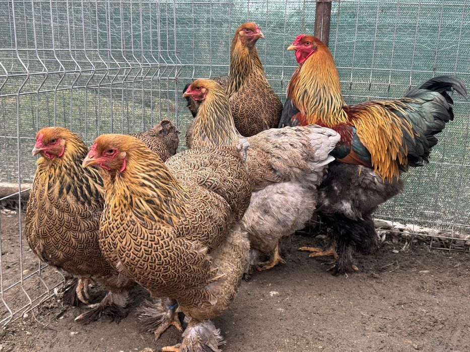 Oua pentru incubat Brahma Potârnichiu