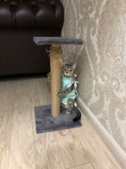 Ищет дом кошка Джулия