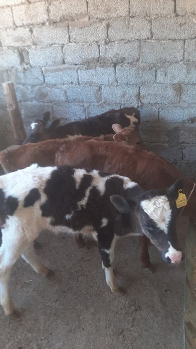 бузаулар сатылымда