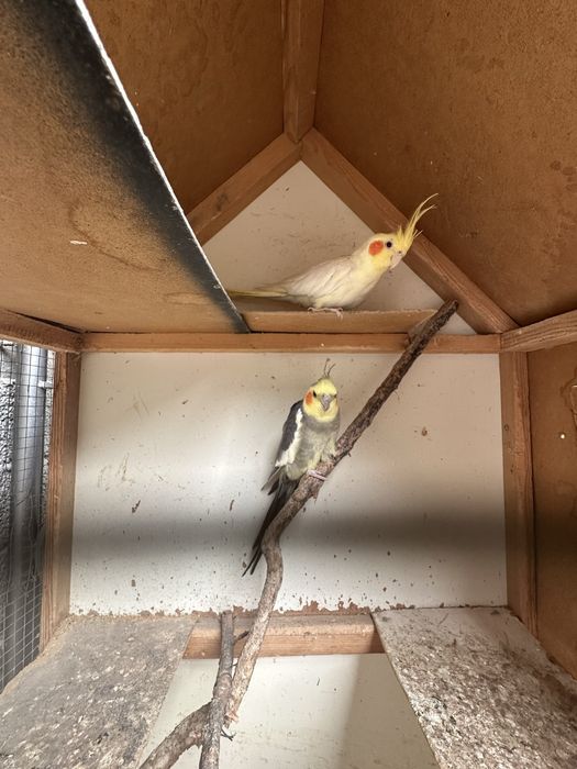 Карилла тоти куши