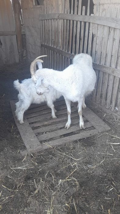 Лақты ешкі сатылады