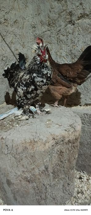 Yaponcha xurozcha Ōrdak