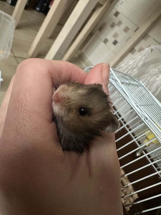 Продам сирийский хомячков