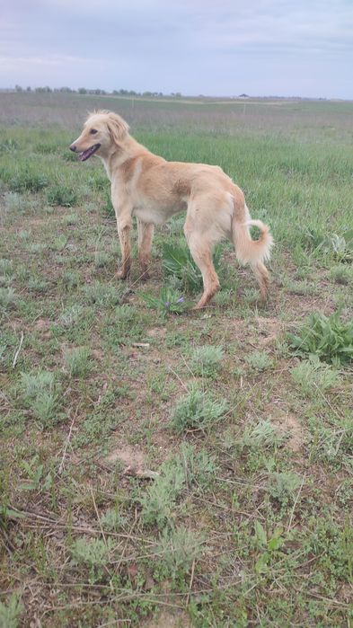 Тазы еркек быр жасар