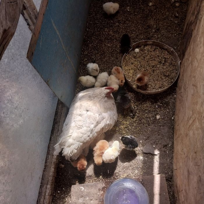 Продам Квочек с цыплятами.