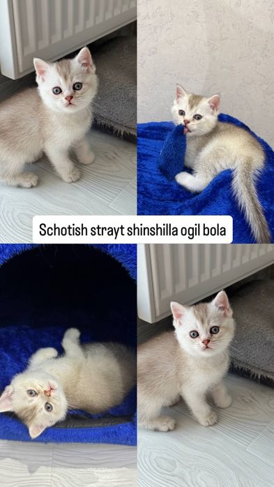Mushuklar scotish fold shinshila , scotish strayt