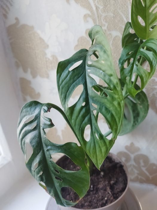 Комнатные цветы продам