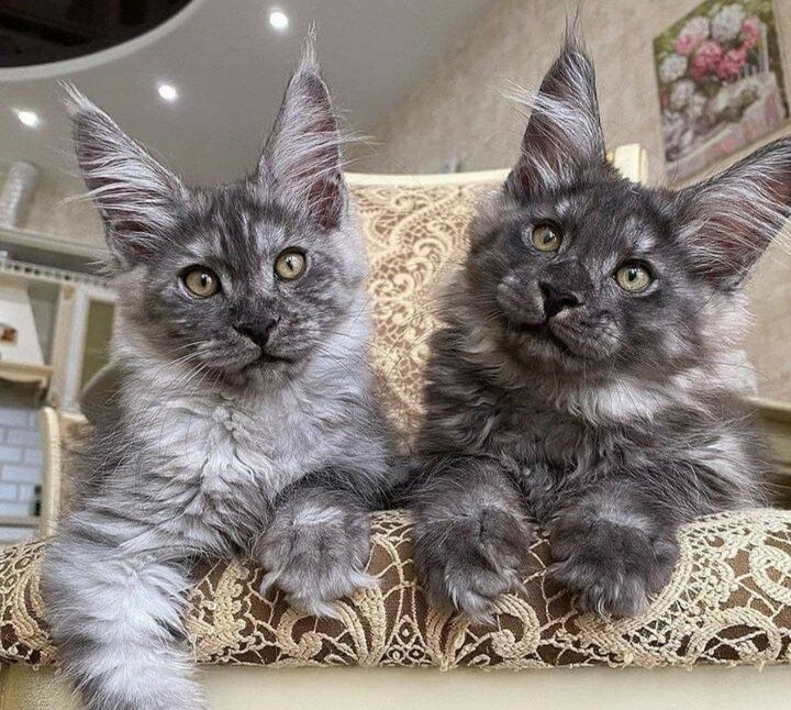 Мейн- Куны !!- Домашняя РЫСЬ