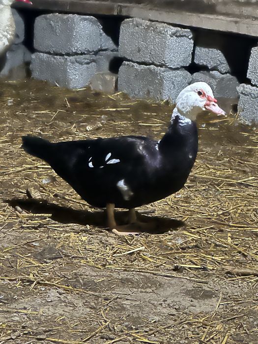 Indutkalar sotiladi arzon narxlarda