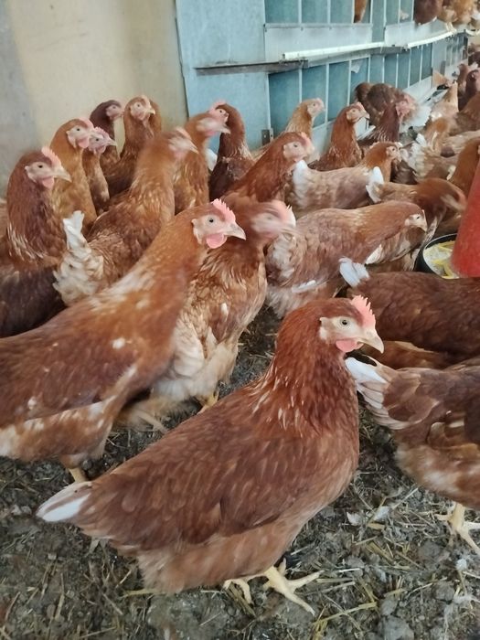 Ярки и пилета пуйчета