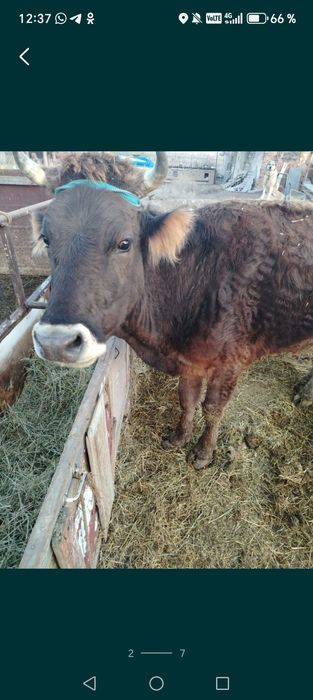 Продам корову срочно