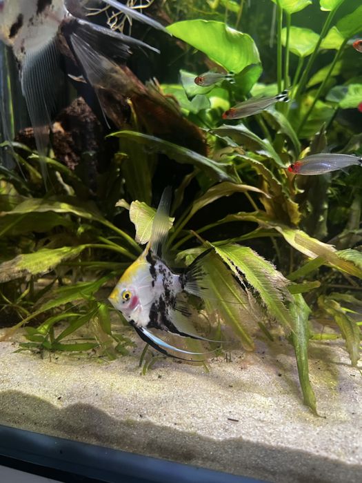 Pesti acvariu scalarinsi geophagus