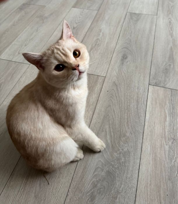 Котик в любящую семью!