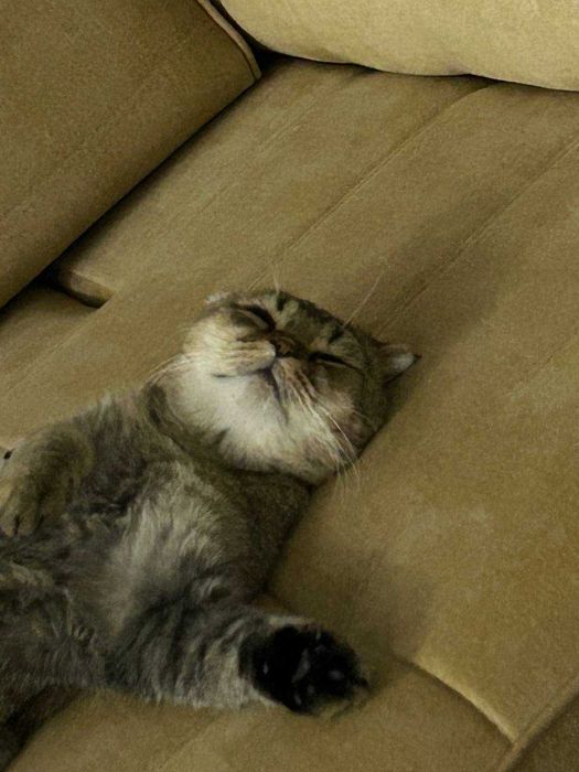 Потерялся кот! / Мушук йуколган. ВОЗНАГРАЖДЕНИЕ / МУКОФОТИ бор