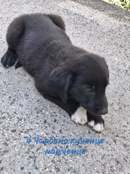 Подаряване на кученца