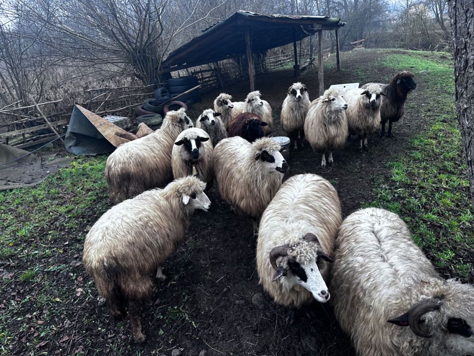 Vând oi. Detalii la numărul de telefon  vând oi detalii la telefon