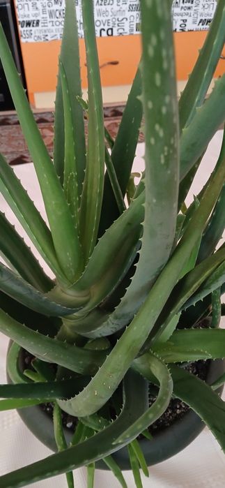 Aloe Vera Barbadensis 7 ani terapeutic , ghiveci mare
