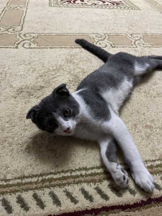Кошка домашний шатланский