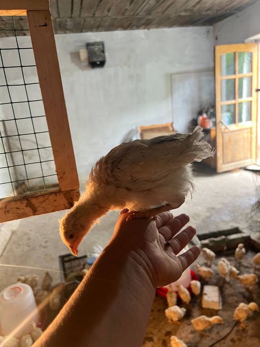 Жўжалар несушка ва лемон сенди