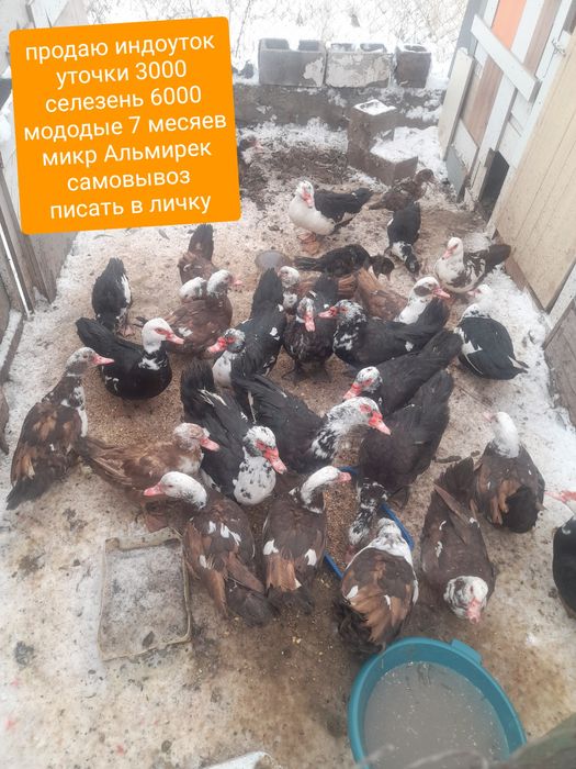 Продаю  индоуток