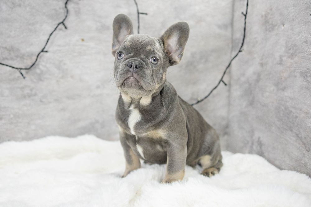 bulldog francez lilac tan