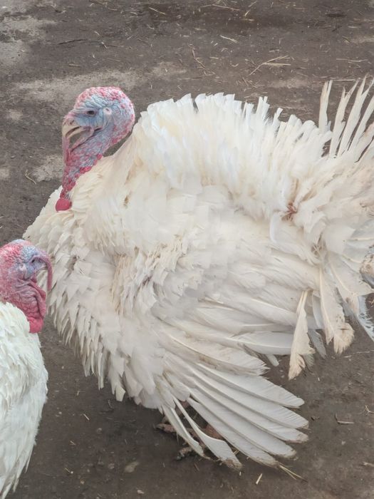 Vând curcani 4-6 kg, ideal pt cuptor, livrare gratuita în