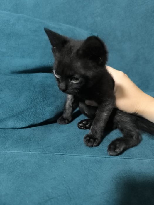 Отдам котят в хорошие руки. Доставка)