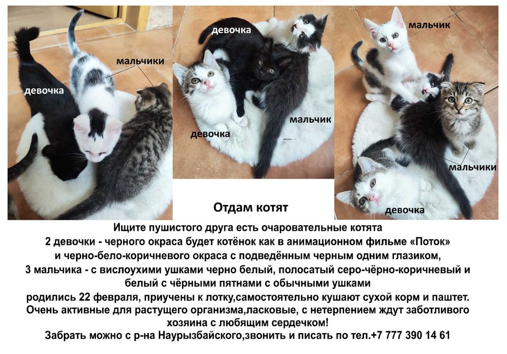 Отдам котёнка-мальчик,вислоухий