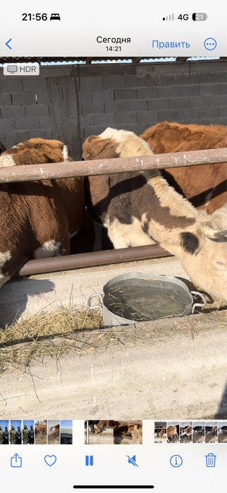 Сиыр сатылады 11 бас