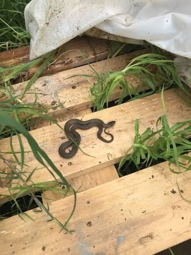 Залавяне на змии до велико търново