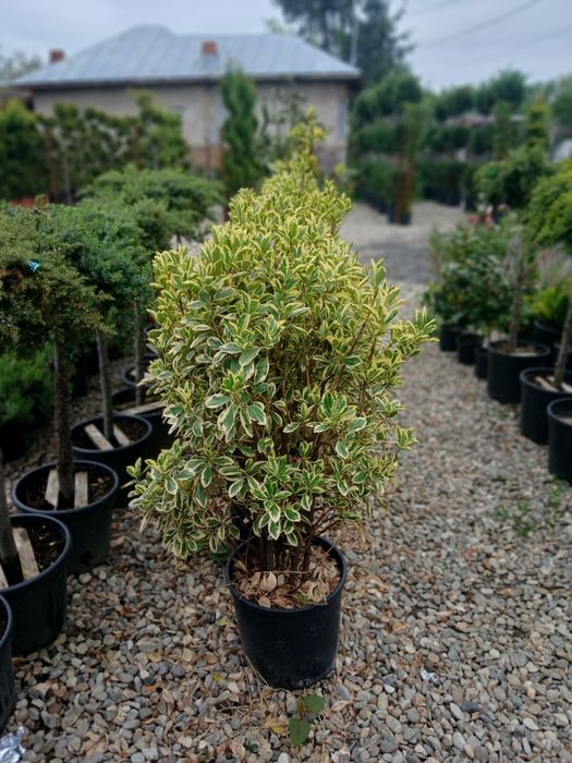 Laur ,photinia ,eunimus