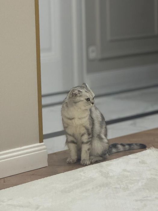 Продам британскую кошку!