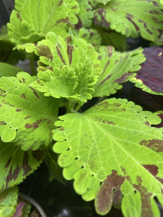 Колеус, растение для дома и сада