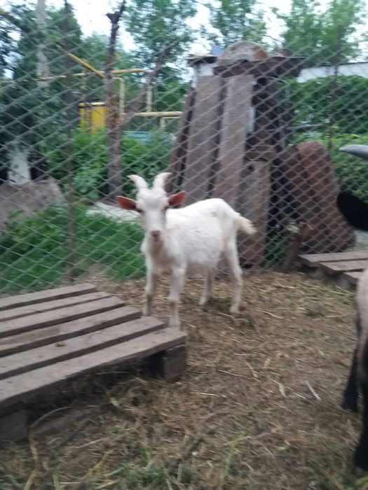 Продаются  козлята