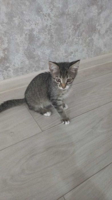 Милый котенок в добрые руки