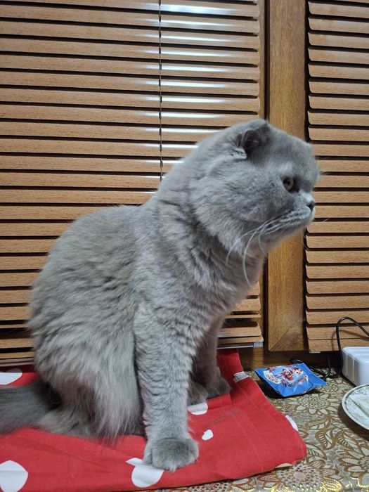 1  ярим ёш ўғил скоттиш фолд мушук