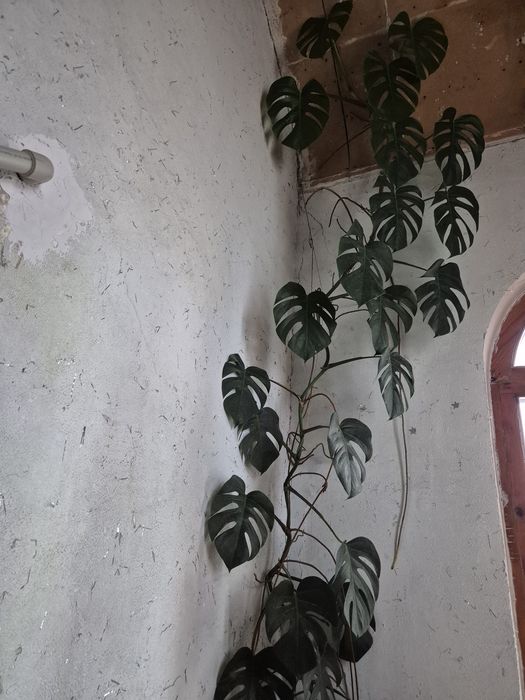 Продам монстеру .