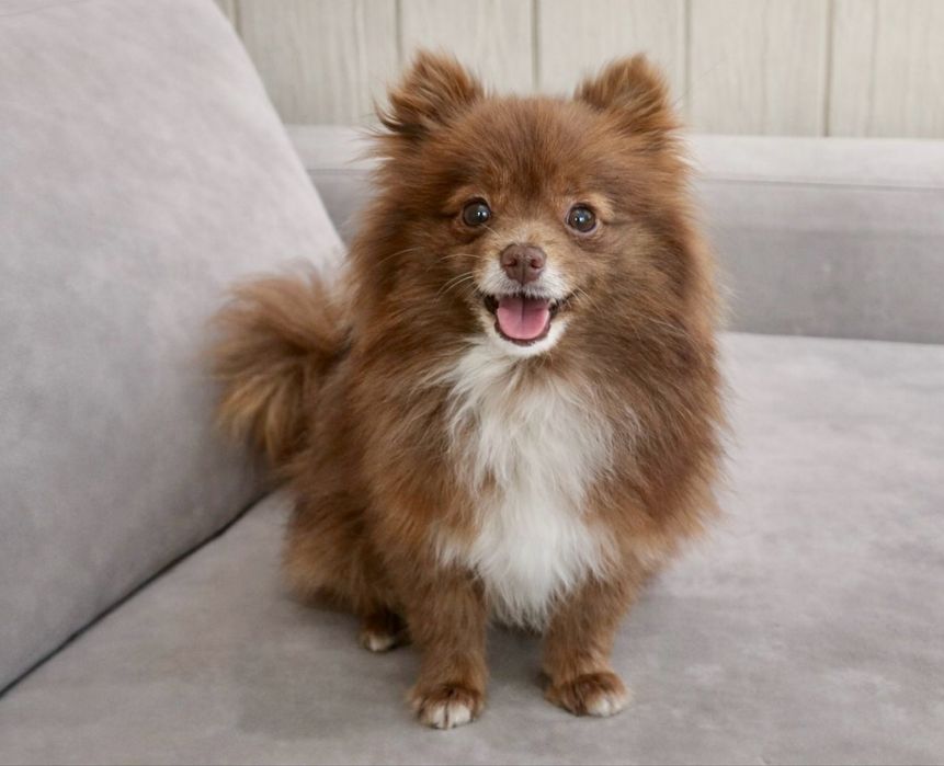 Шпиц девочка очень ждет свою семью