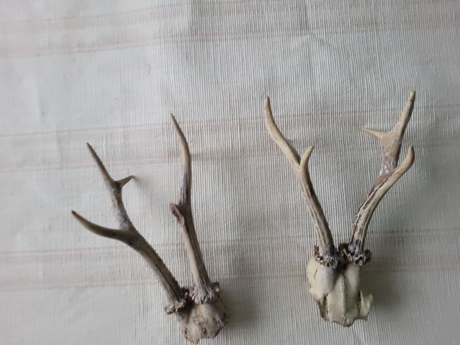 Еленски рога-два вида