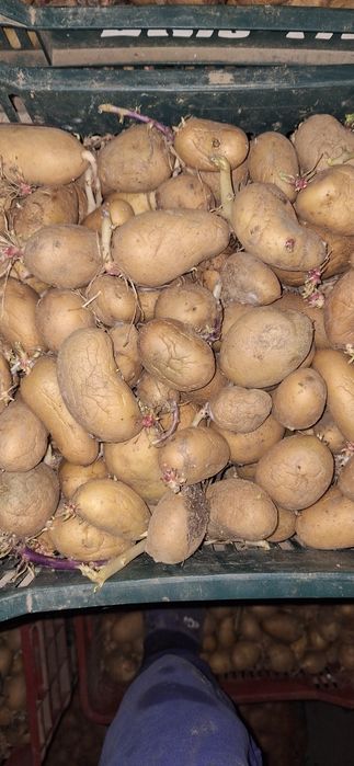 Cartofi Sămânță RIVIERA și ARIZONA