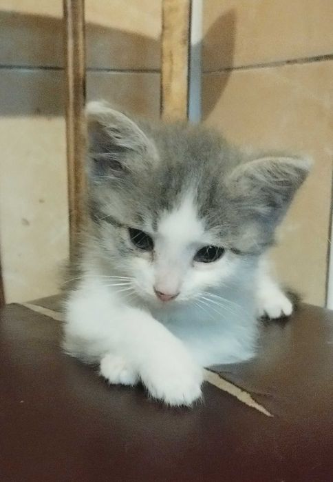 Котята бесплатно даром