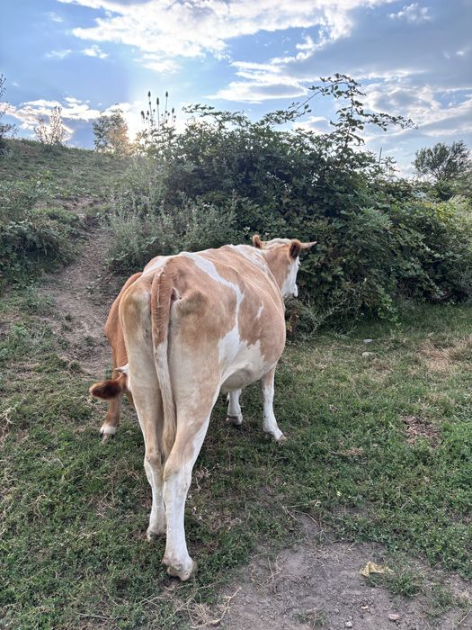 Vand vaca baltata romaneasca