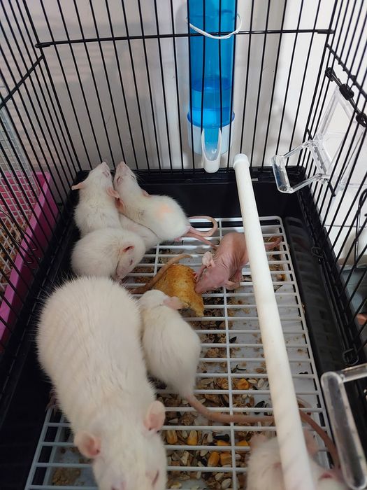 Крысы (домашние, ручные)