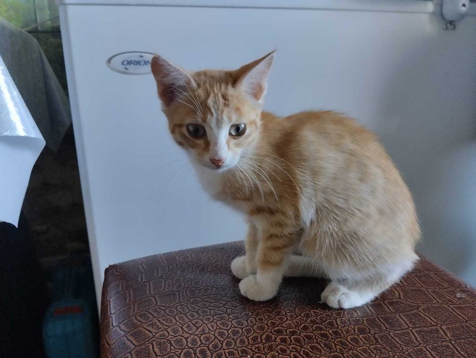 Отдам котенка в хорошие руки