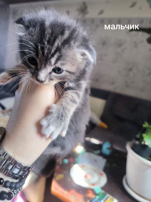 Продам шотландских котят