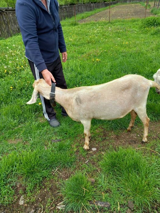 Caprita anglonubian gesfanta de vinzare