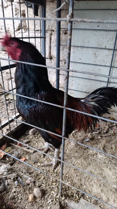 Tovuq xorozla hashaksi yo hammasi zottor uyda oʻchirilgan dakan brama