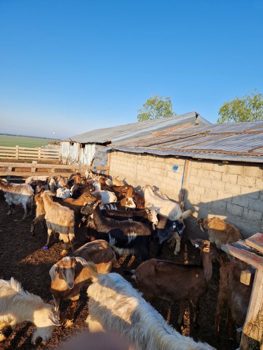Vând capre tinere si bune de lapte